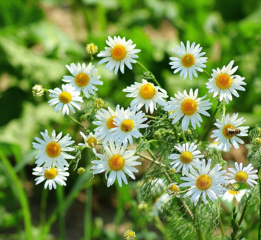 Les Propriétés des Fleurs - L'abc du maquillage